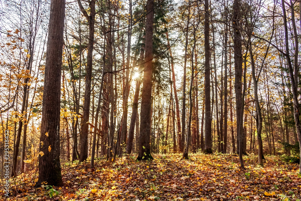 Obraz premium Golden fallen leaves in autumn forest on sun rays. Beautiful landscape.