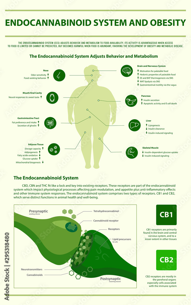 Cannabis and obesity are linked