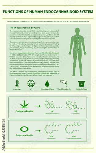Functions of Human Endocannabinoid System vertical infographic illustration about cannabis as herbal alternative medicine and chemical therapy, healthcare and medical science vector.