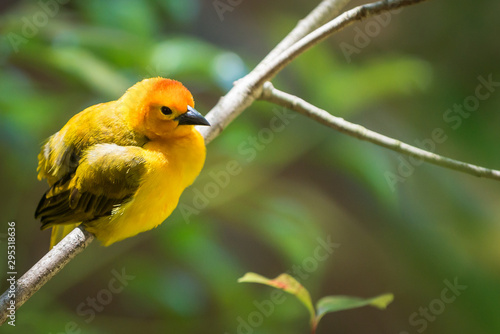 Yellow goldfinch sitting on a tree branch