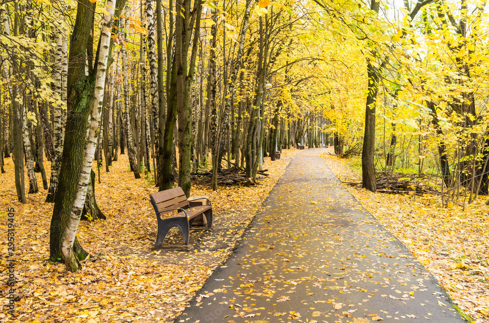Naklejka premium Path and bench in yellow autumn deciduous forest