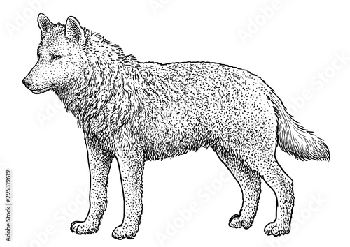 Wolf illustration, drawing, engraving, ink, line art, vector