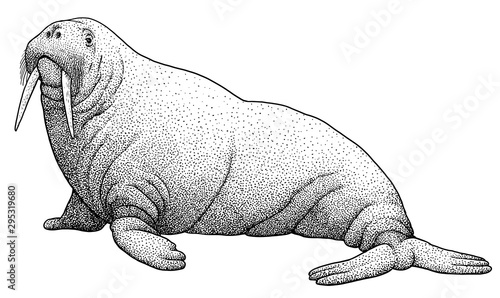 Walrus illustration, drawing, engraving, ink, line art, vector