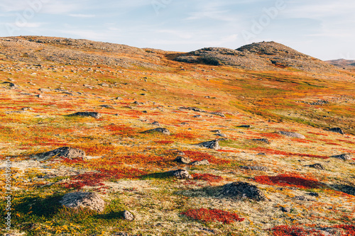 Fantastic colorful land cover of autumn tundra with red and orange grass, moss and stones. Northern nature landscape beyond the Arctic Circle. Kola Peninsula, Murmansk oblast, Russia