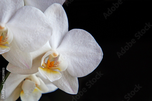 Beautiful white flowers of Phalaenopsis orchid. Isolate on black.
