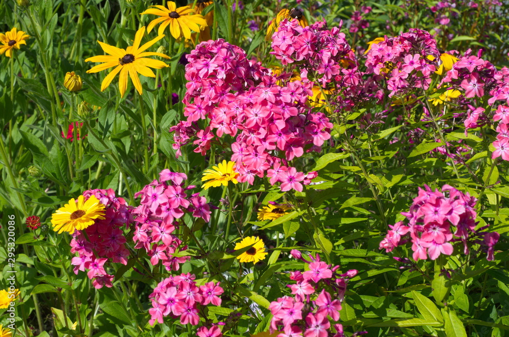 Bright garden flowers on a flower bed in a summer garden