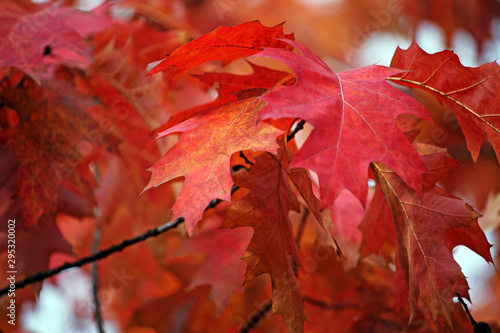 autumn maple leaf tree background 