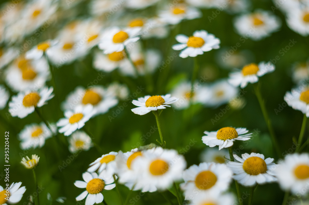 white daisy in the summer garden