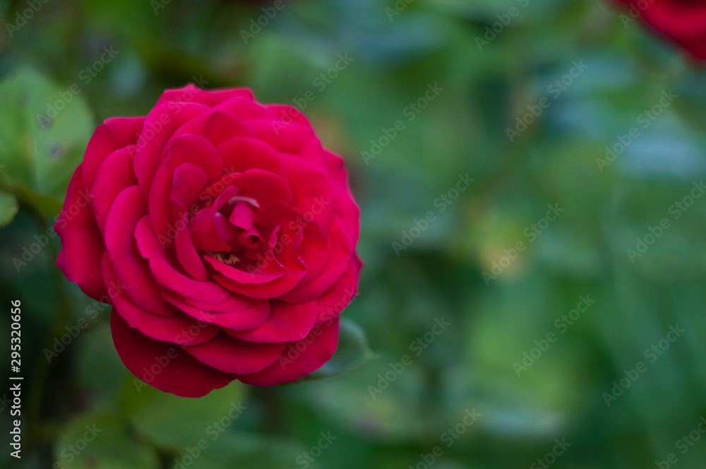 red blooming rose in the summer garden