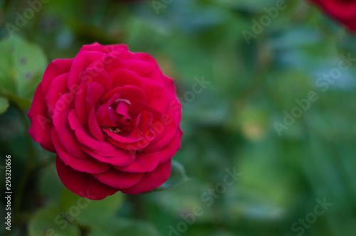 red blooming rose in the summer garden