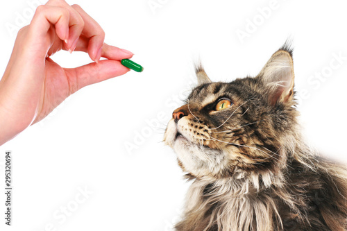Cat and vet