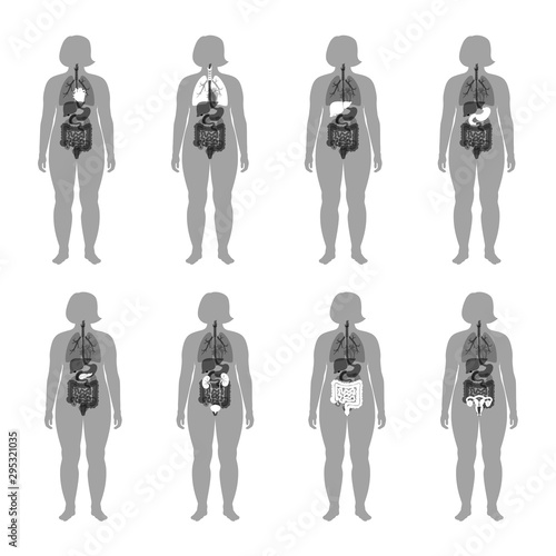 internal organs in obese female body