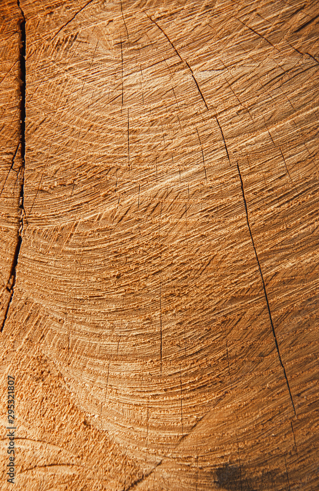 Fototapeta premium Old wooden oak tree cut surface. Detailed warm dark brown and orange tones of a felled tree trunk or stump.
