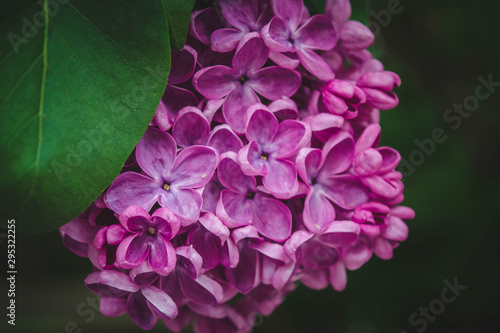 purple flower in the botanical garden photo