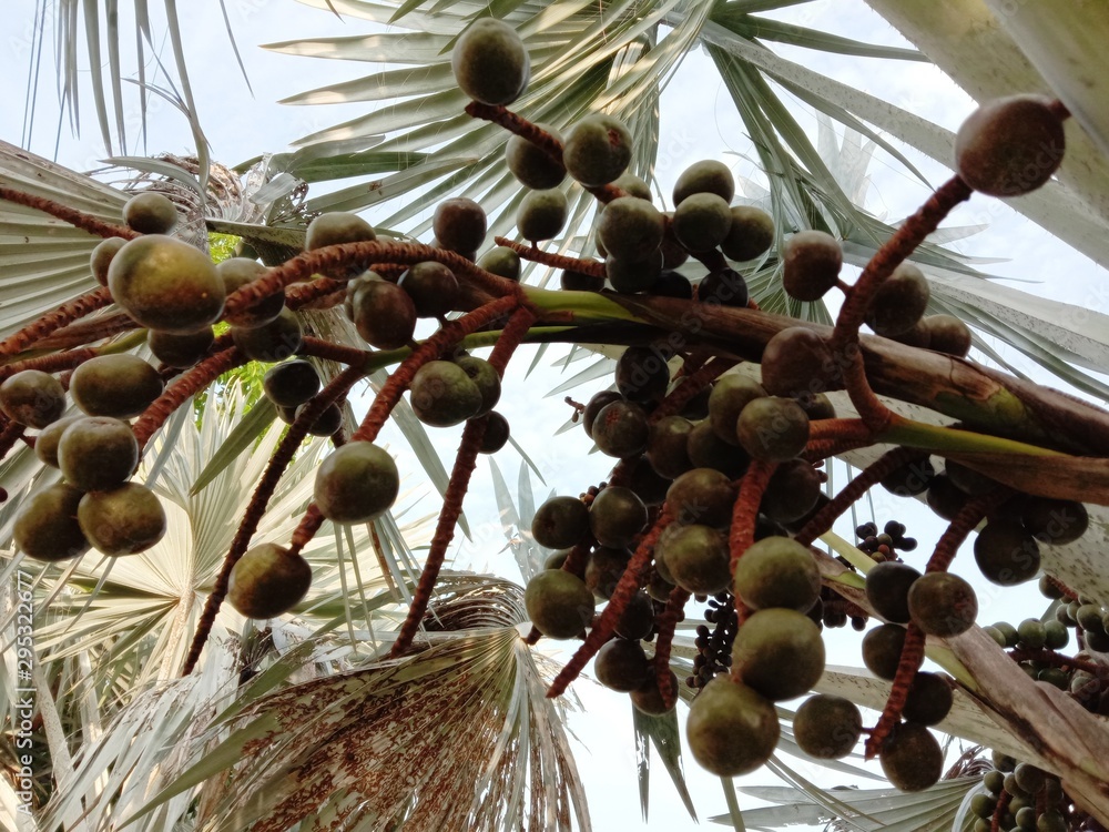 Bismarck palm tree inflorescence, Bismarckia nobilis beautiful flower