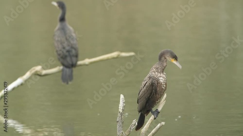 Great cormorant or great black cormorant juvenile and adult sitting on sticks and cleaning their feathers. photo