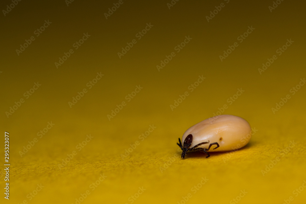 Close-up photo of Ixodes tick isolated on orange surface Close-up photo of Ixodes tick isolated on orange surface