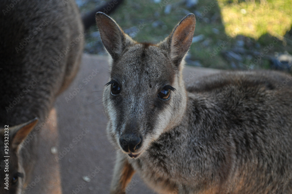 Allied Rock Wallaby, Petrogale assimilis.  Wild wallaby, Nelly Bay, Magnetic Island, Queensland, Australia. 