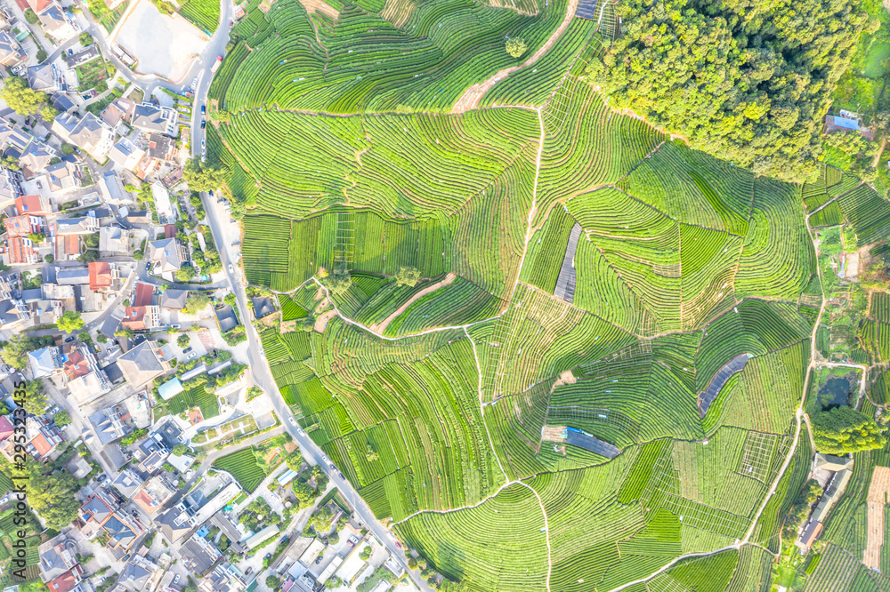 Obraz premium tea garden