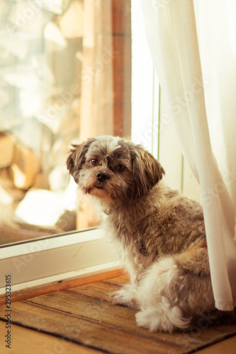 dog shih tzu sitting in window