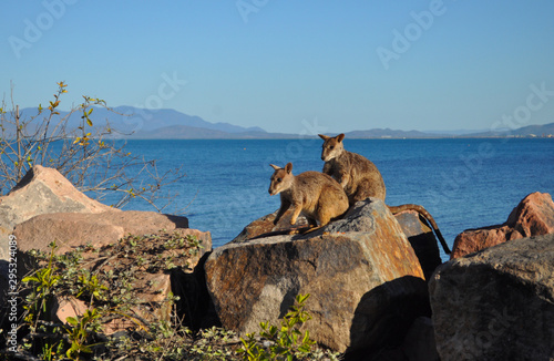 Allied Rock Wallaby, Petrogale assimilis.  Wallabies on the breakwater at Nelly Bay, Magnetic Island, Queensland, Australia.  photo