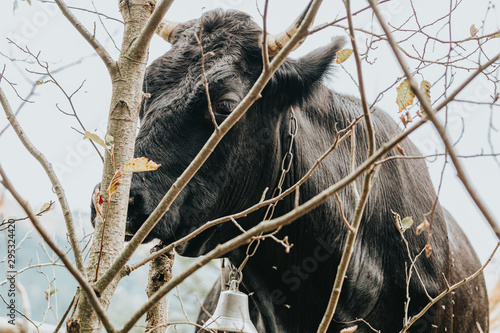 Black cow on a mountain pasture among the trees close up