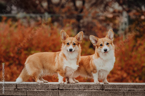 Photography Welsh Corgi Pembroke in the autumn wether , red background