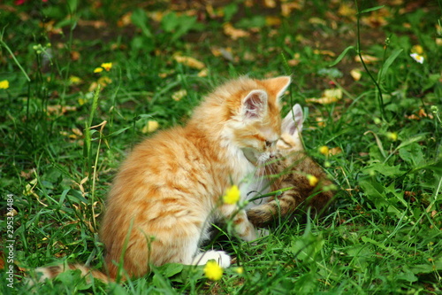 chatons jeux photo