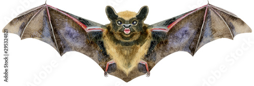 Fototapeta Naklejka Na Ścianę i Meble -  Watercolor illustration of a bat in white background.