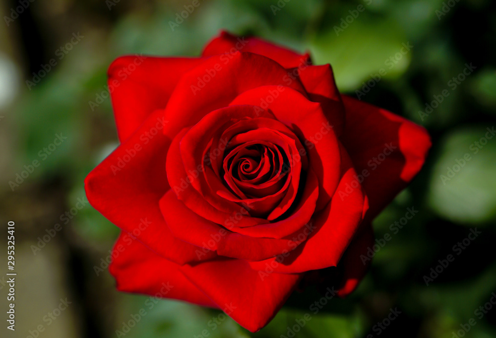 Rosenblätter Rote Rose Makro Blüte Nahaufnahme Liebe Symbol Blütenblätter weich Farbe Erotik Sinnlichkeit Lust Rose Petals weich Farbe Königin der Blumen Gehölz Garten Schöpfung Sinnbild Rosenblätter Rote Rose Makro Blüte Nahaufnahme Liebe Symbol Blütenblätter weich Farbe Erotik Sinnlichkeit Lust Rose Petals weich Farbe Königin der Blumen Gehölz Garten Schöpfung Sinnbild