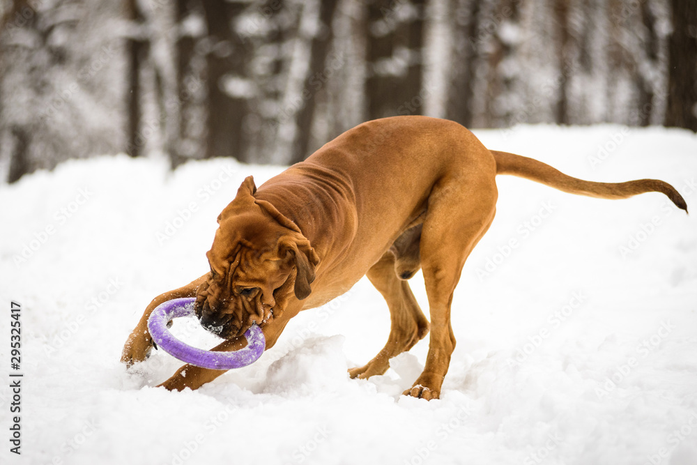 Adult Fila Brasileiro having fun in snow Adult Fila Brasileiro having fun in snow