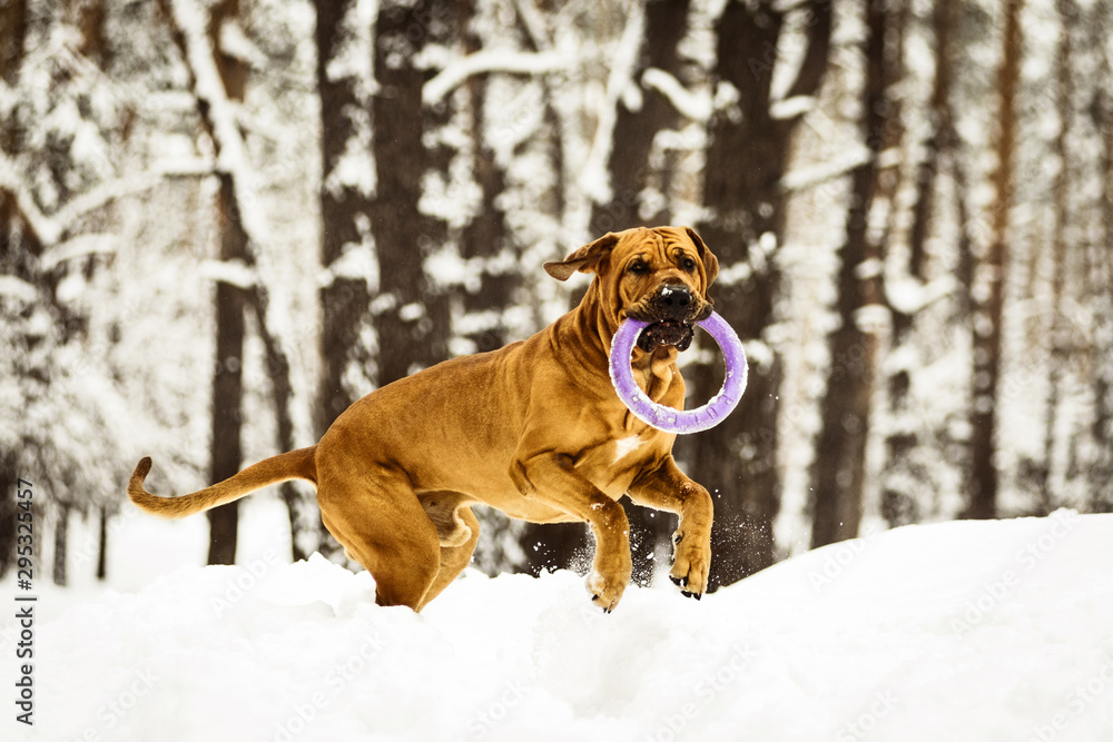 Adult Fila Brasileiro having fun in snow