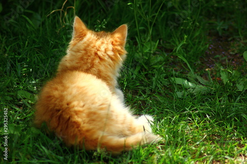 chatons roux et tigre photo