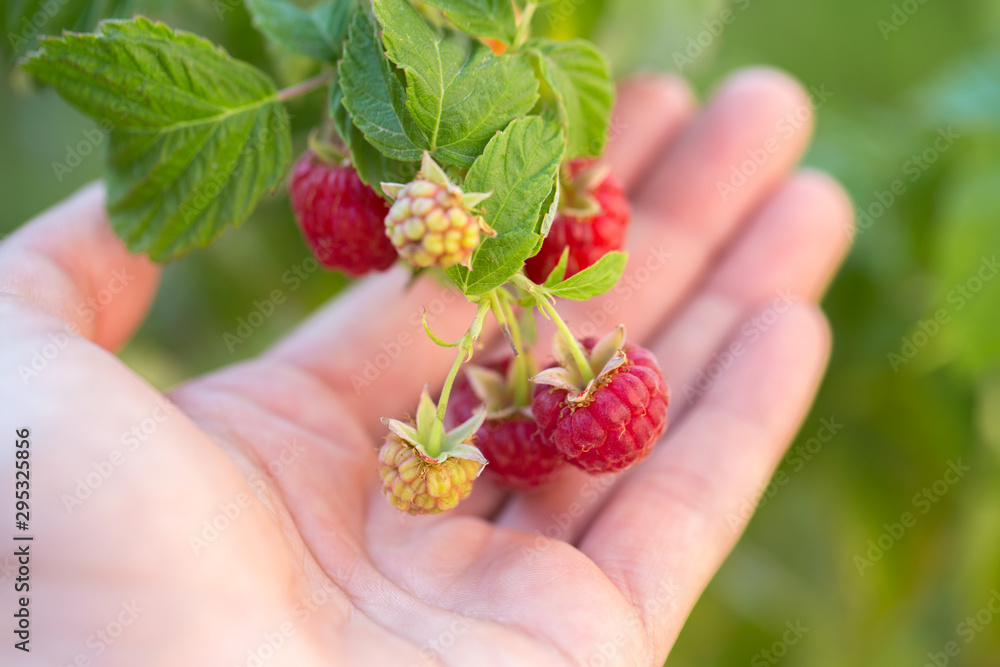 branch of ripe raspberries in a garden branch of ripe raspberries in a garden