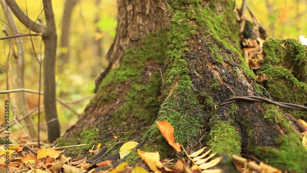 Green moss growing on the bark of a huge tree, autumn forest, camera motion Green moss growing on the bark of a huge tree, autumn forest, camera motion