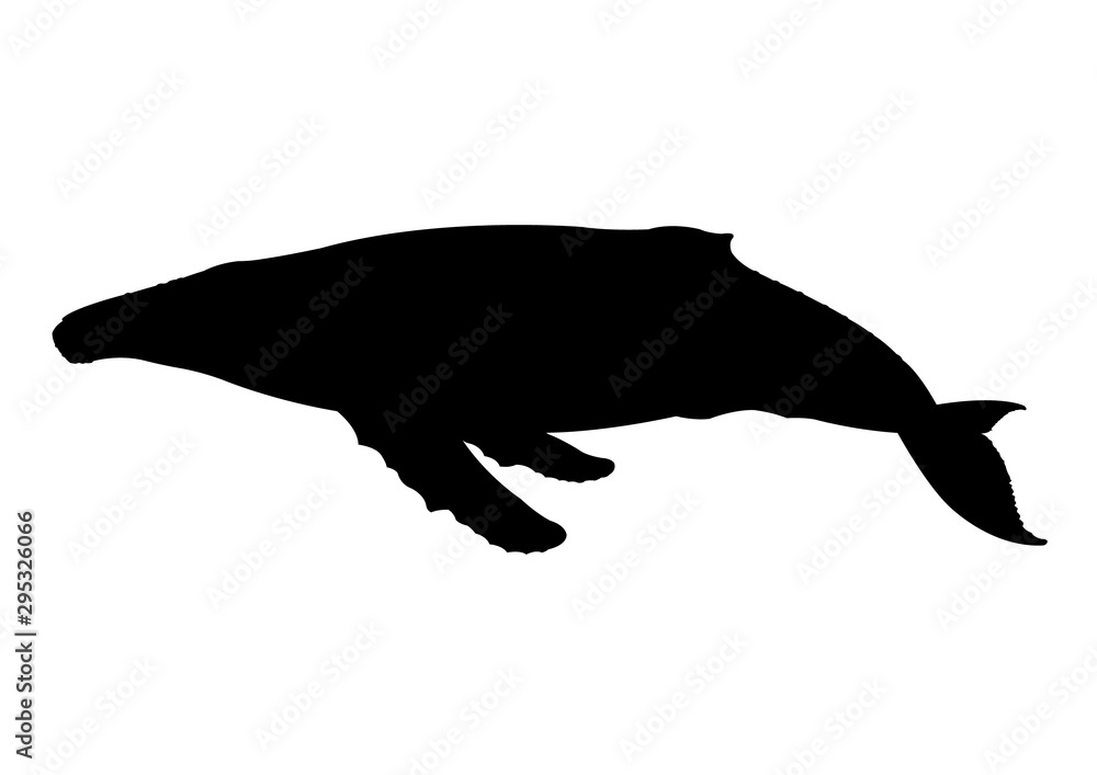 Whale silhouette vector illustration isolated Whale silhouette vector illustration isolated