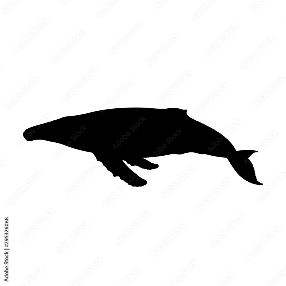 Whale silhouette vector illustration isolated