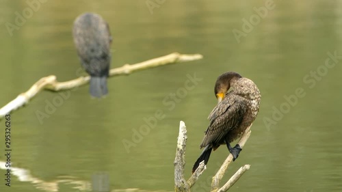 Great cormorant or great black cormorant juvenile and adult sitting on sticks and cleaning their feathers. photo