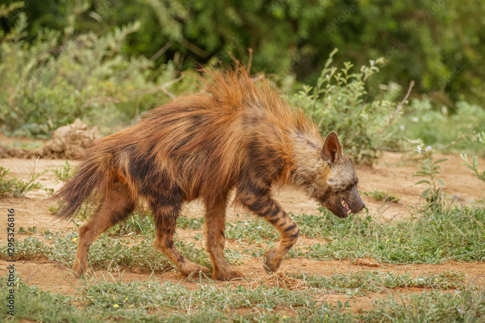 Brown hyena (Hyaena brunnea) walking by, Madikwe Game Reserve, South Africa.