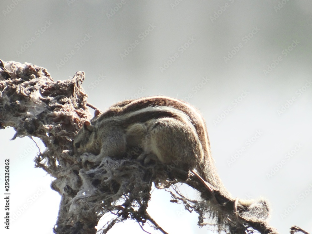 Fototapeta premium Squirrel