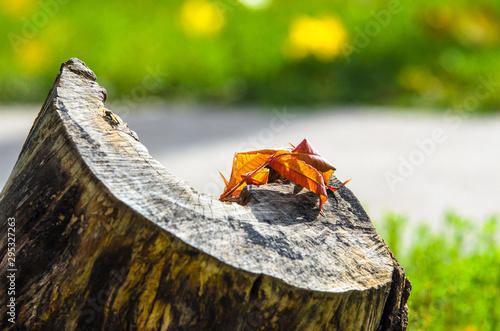 A leaf on a stump shines through the autumn light