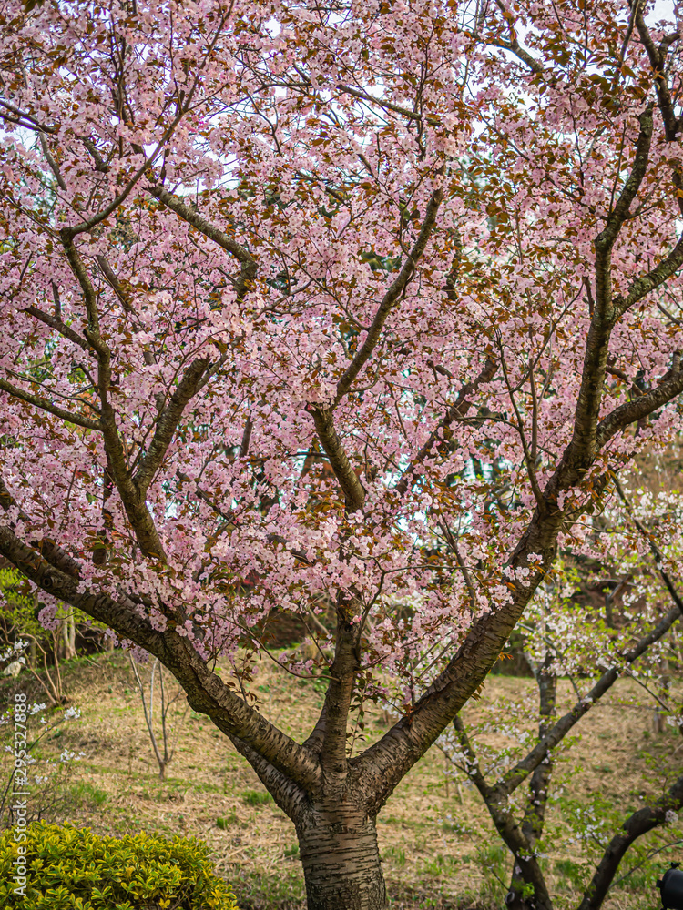 Abstract flower pattern and background. Pink sakura flower blooming in cherry blossom season. Abstract flower pattern and background. Pink sakura flower blooming in cherry blossom season.
