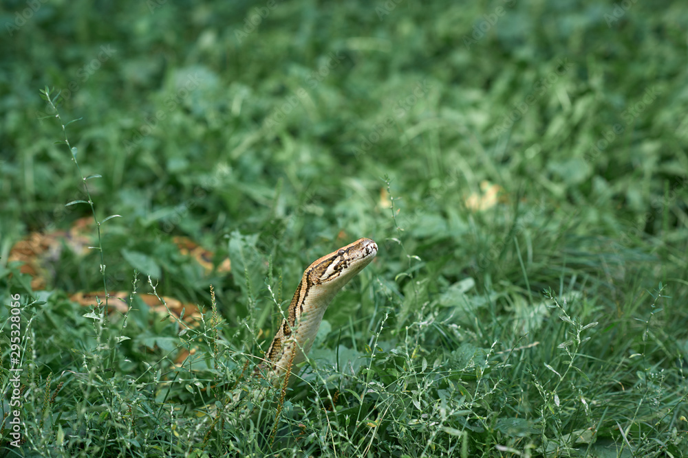 Scary snake lying, creeping in greenery.