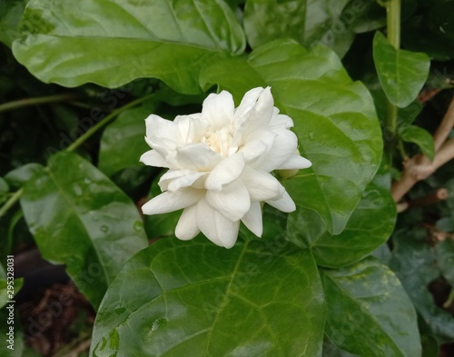 White stacked jasmine flower bloom in the garden is a small shrub. Biggest but age Sometimes the branches may cling to the shelter. Flowering in small bouquets almost throughout the year.