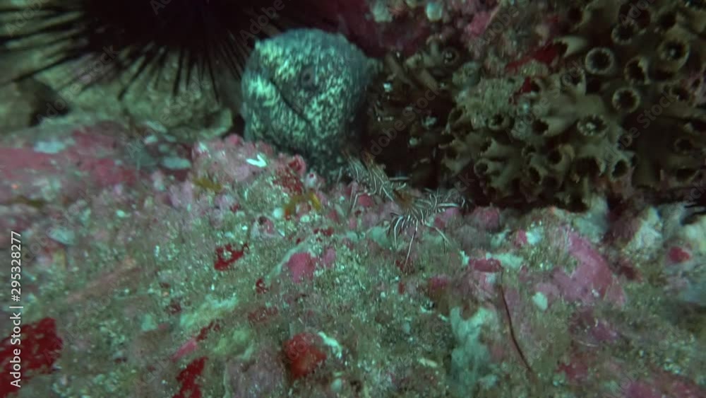 amazing world of fish, moray eels, turtles and sharks amazing world of fish, moray eels, turtles and sharks