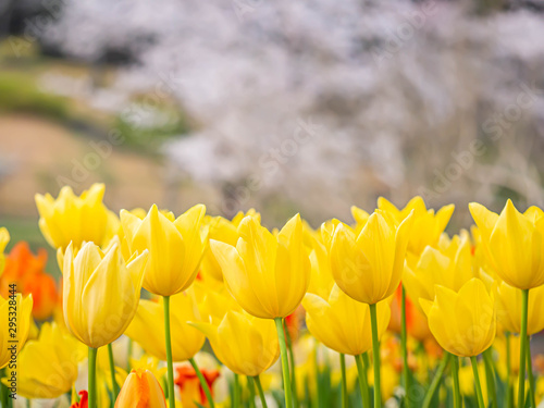 Closeup of vivid or vibrant yellow tulip flower with blurry sakura flower blooming in the park or garden.
