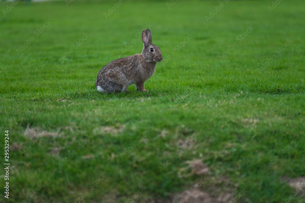 Fototapeta premium Kaninchen auf Rasen