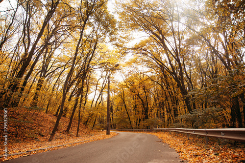 Autumn road in the forest. Asphalt road through colorful deciduous forest in the autumn © YarikL