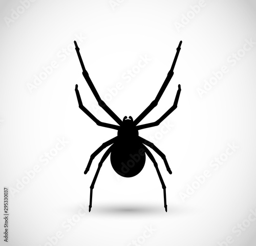 Spider vector illustration, isolated on white