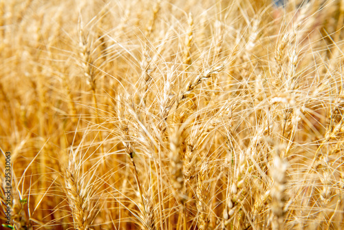 grain crop wheat